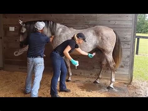 Rating this video. . Horse creampie